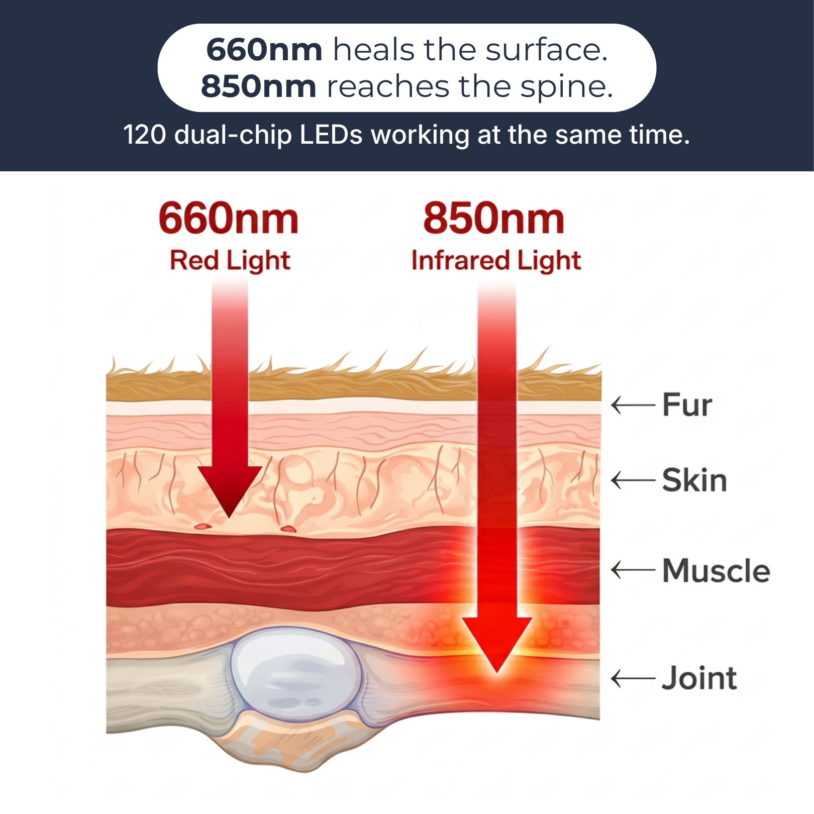 PetLonga Red Light Mat Cat